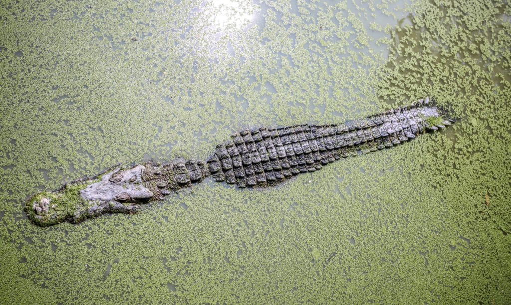 Ormond beach photography Florida alligator