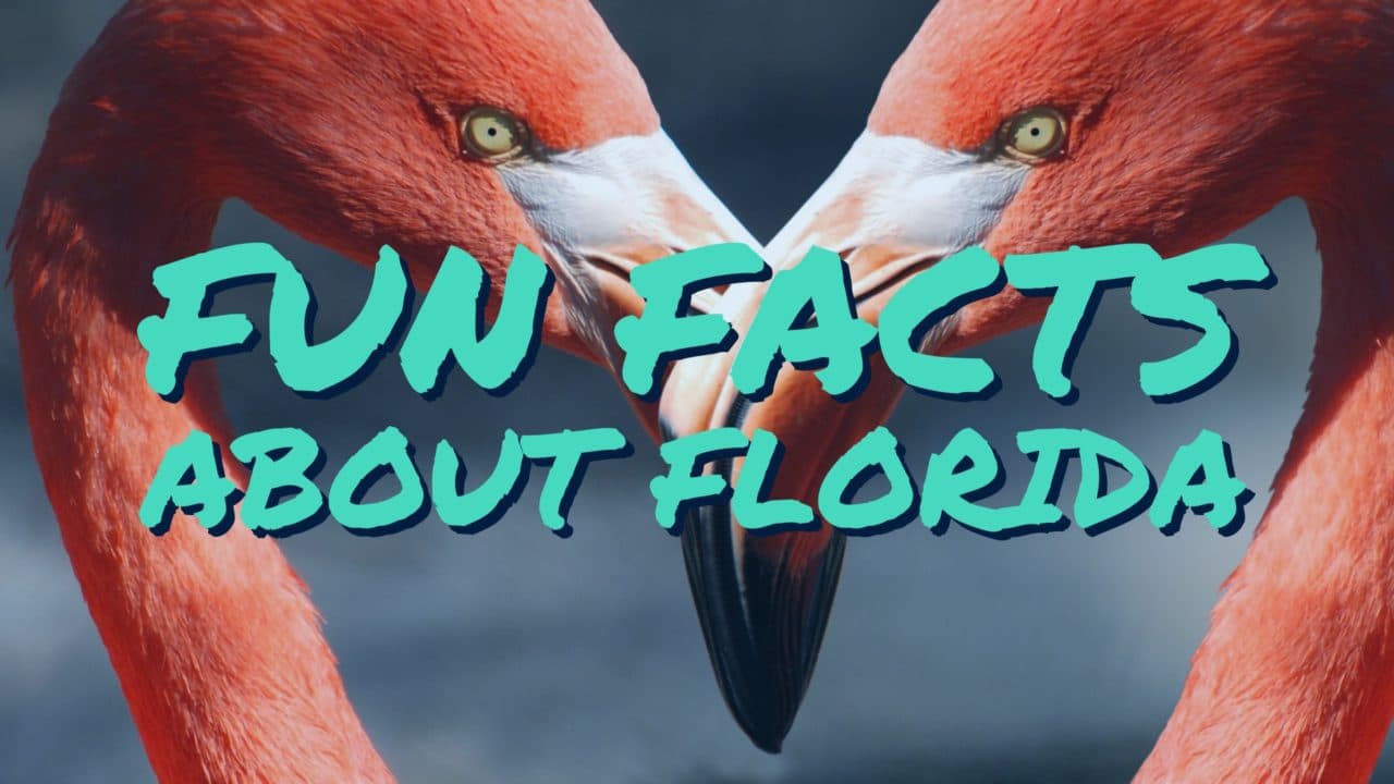 Flamingo picture for fun Facts about Florida by Orlando Florida photographers