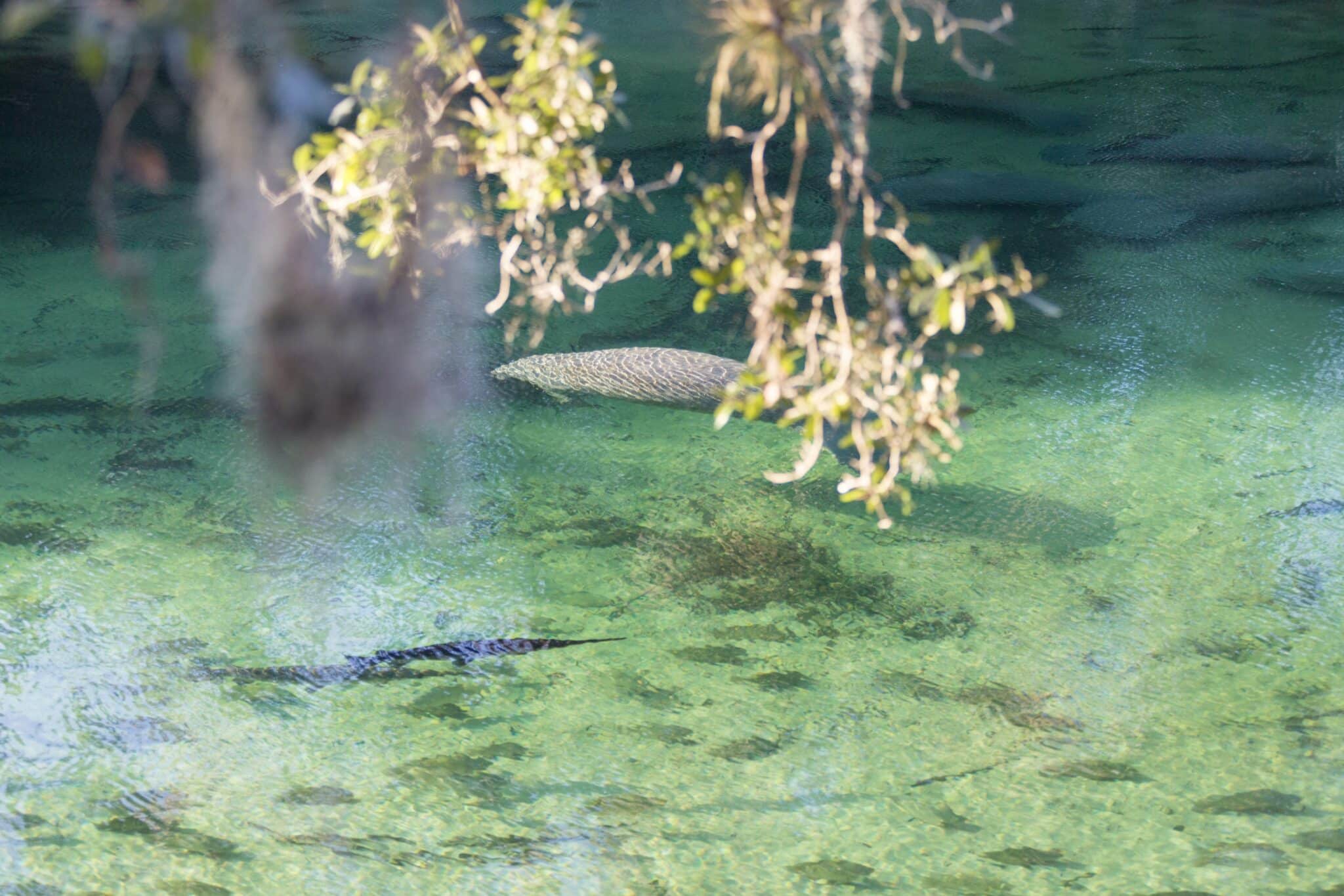 Manatees spotted at blue Springs State Park by Orange City photographer
