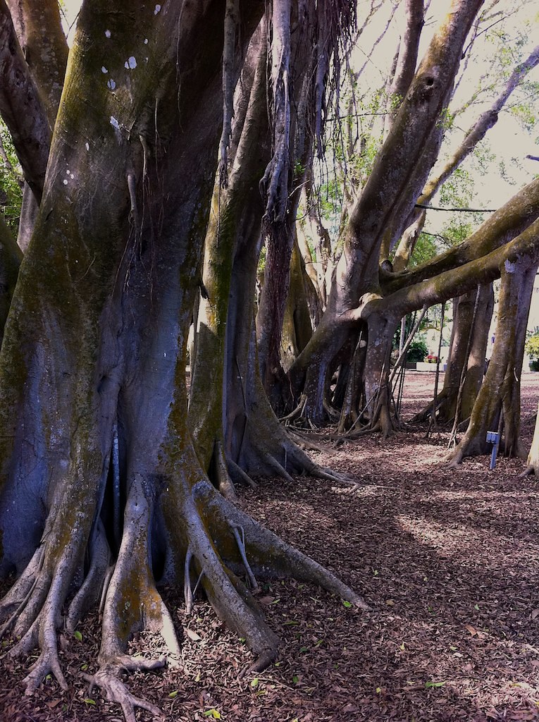 selby botanical gardens sarasota fl