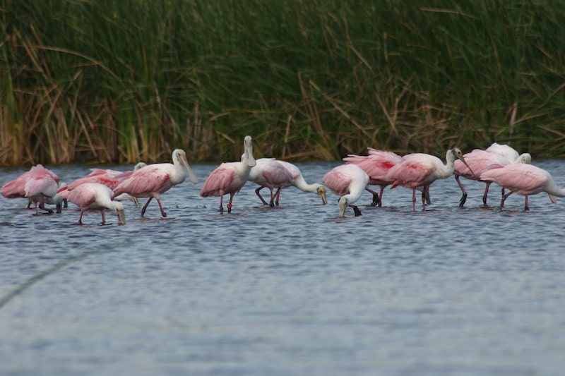 Roseate spoonbill birds in Ponte Vedra beach