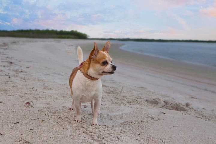 new smyrna beach dog park