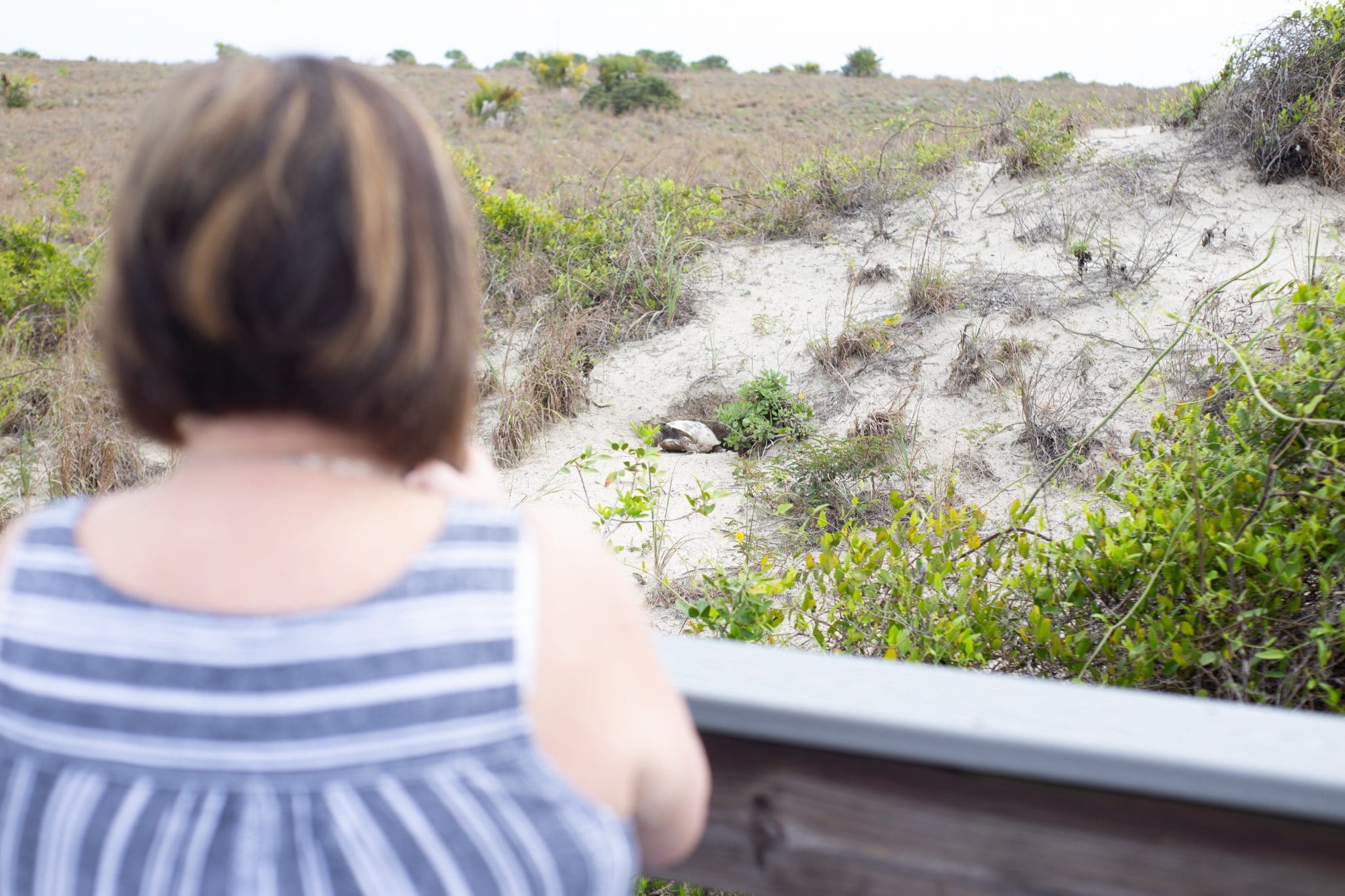 woman looking at a gopher tortoise in New Smyrna Beach during a family photography session at Smyrna Dunes Park
